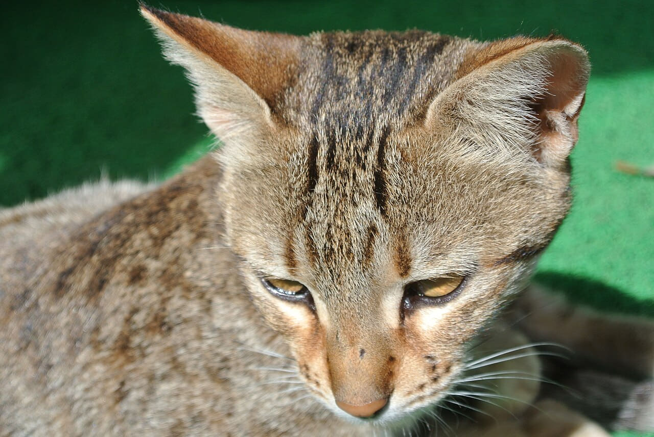 Cat closeup in sunlight wallpaper in deep green and sage green tones, Full HD, 4:3 format for phone