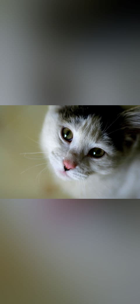 Cat Cute wallpaper in slate and near-black tones, Full HD, 4:3 format for phone