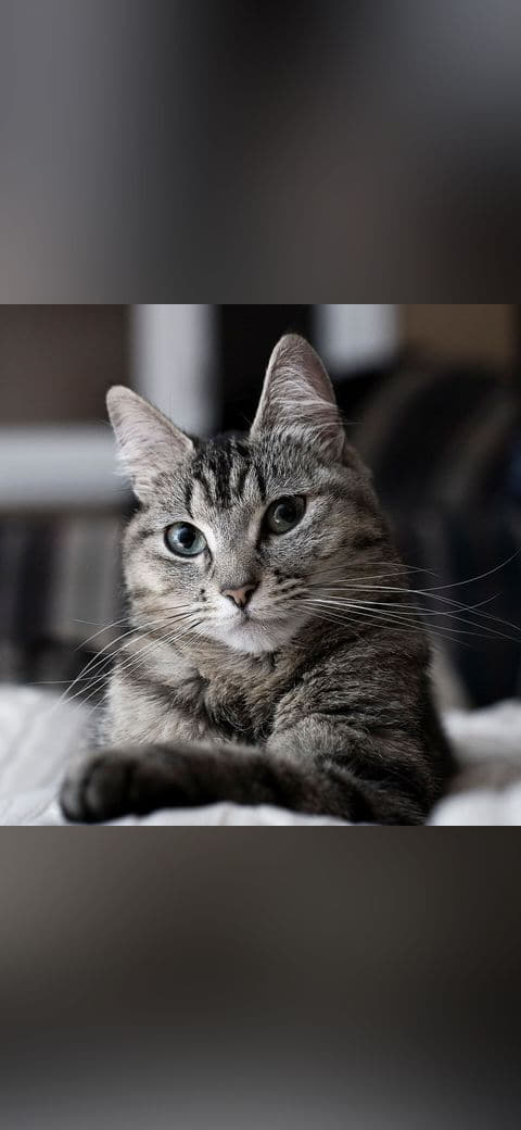 Cat wallpaper in near-black and charcoal tones, Full HD, 1:1 format for phone