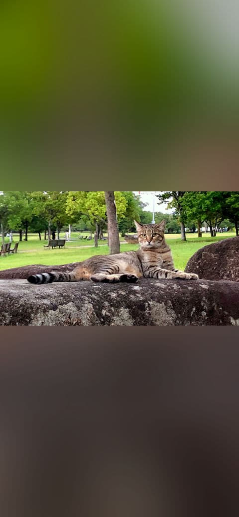 Fondo de pantalla Cat lying down on the rock en tonos charcoal y near-black, Full HD, formato 16:9 para móvil