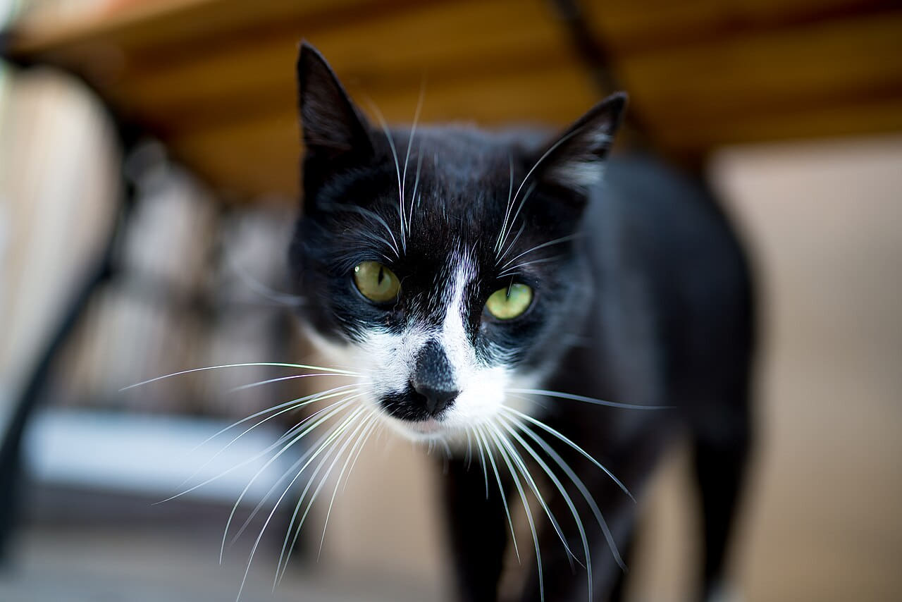 Cat portrait closeup. wallpaper in near-black and charcoal tones, Full HD, 4:3 format for phone