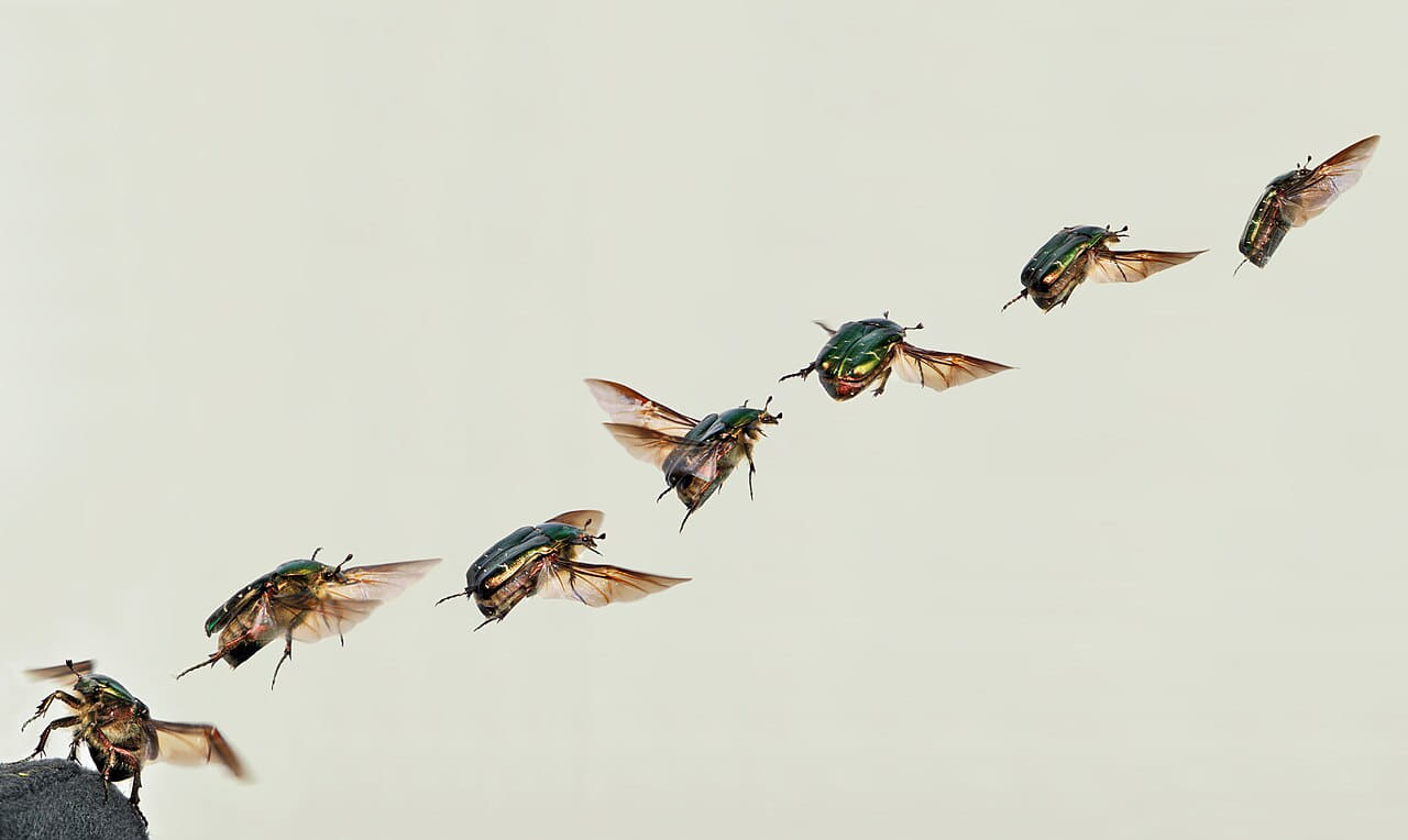 Fondo de pantalla Cetonia aurata take off composition 05172009 en tonos lavender y lavender, Full HD, formato 16:9 para móvil