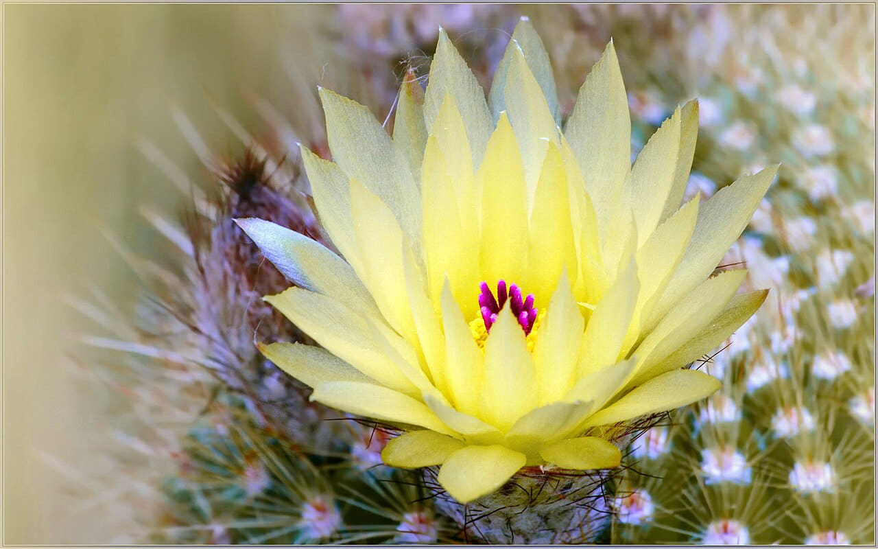 Fondo de pantalla Champagne Petals en tonos sand y sage green, Full HD, formato 16:9 para móvil
