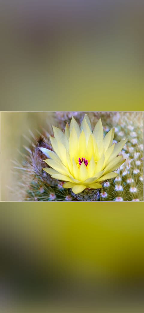 Fondo de pantalla Champagne Petals en tonos sand y sage green, Full HD, formato 16:9 para móvil