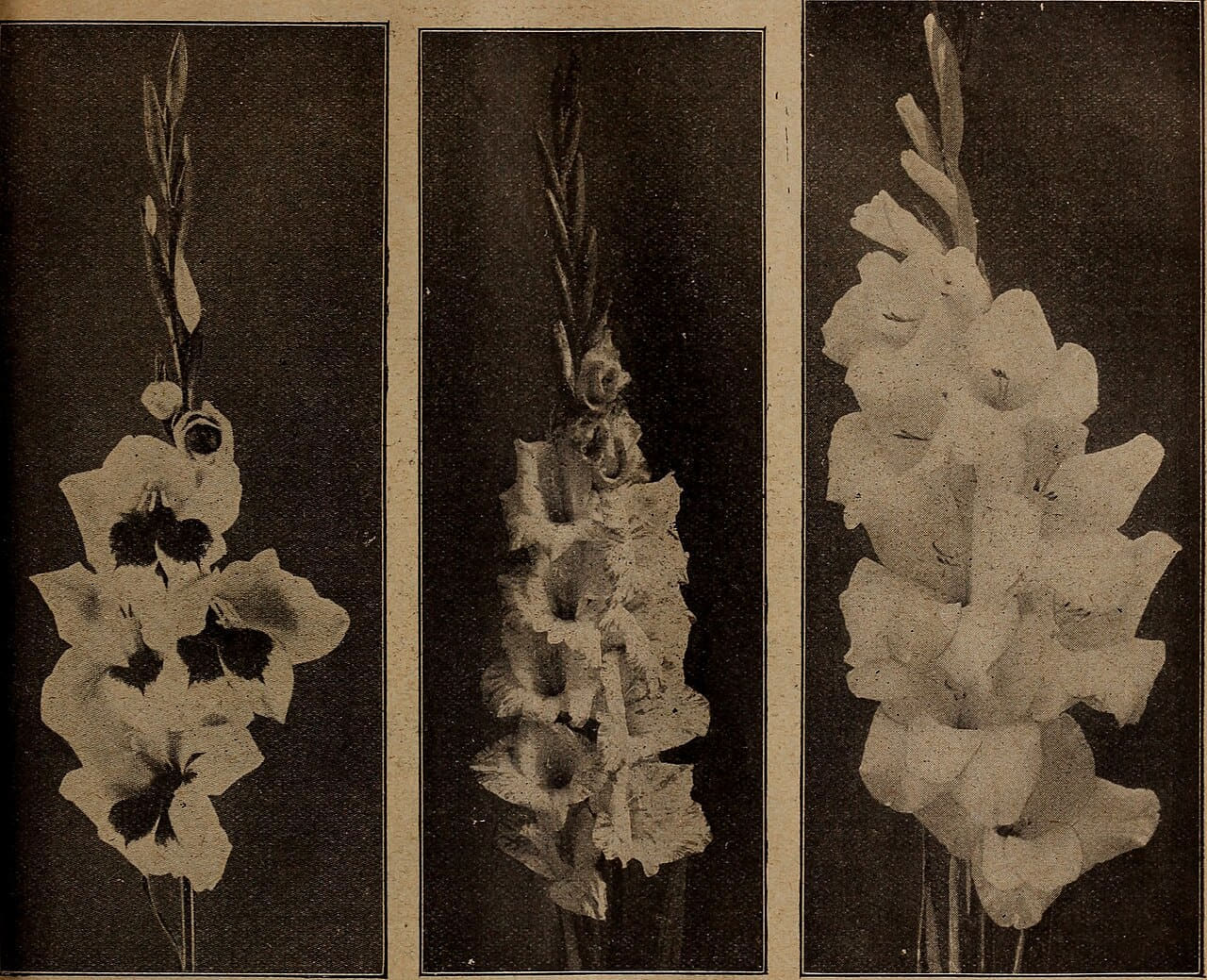 Childs' rare flowers vegetables and fruits wallpaper in near-black and charcoal tones, Full HD, 4:3 format for phone