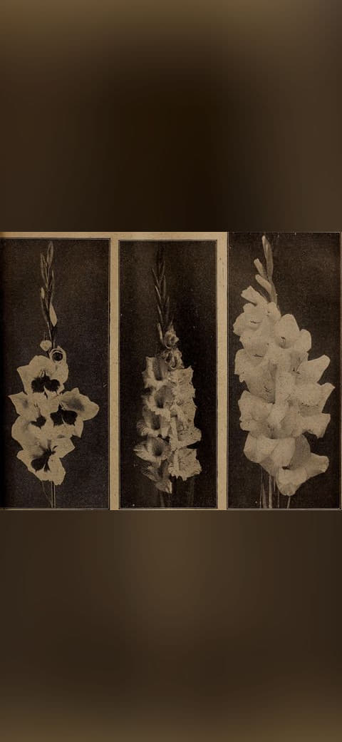 Childs' rare flowers vegetables and fruits wallpaper in near-black and charcoal tones, Full HD, 4:3 format for phone