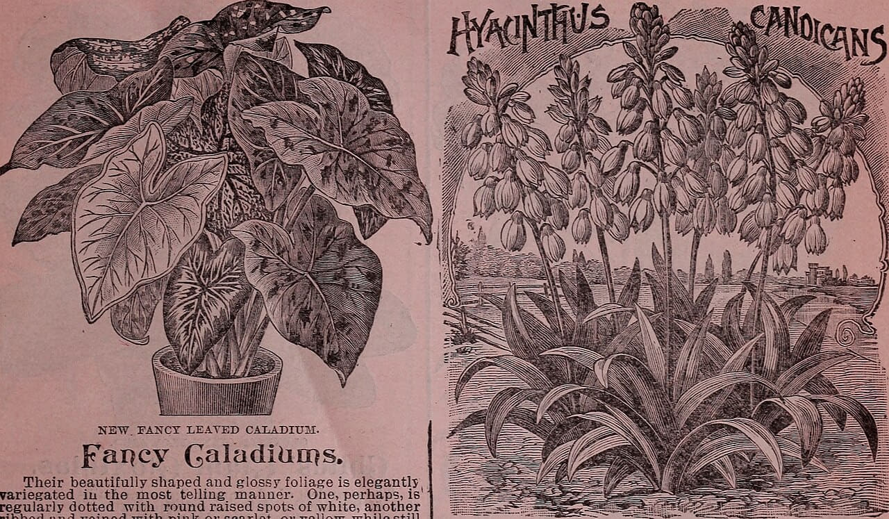 Childs' rare flowers, vegetables, and fruits 2 wallpaper in olive and slate tones, Full HD, 16:9 format for phone