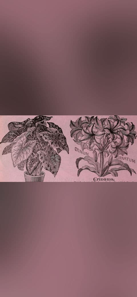 Childs' rare flowers, vegetables and fruits wallpaper in olive and sand tones, Full HD, 21:9 format for phone