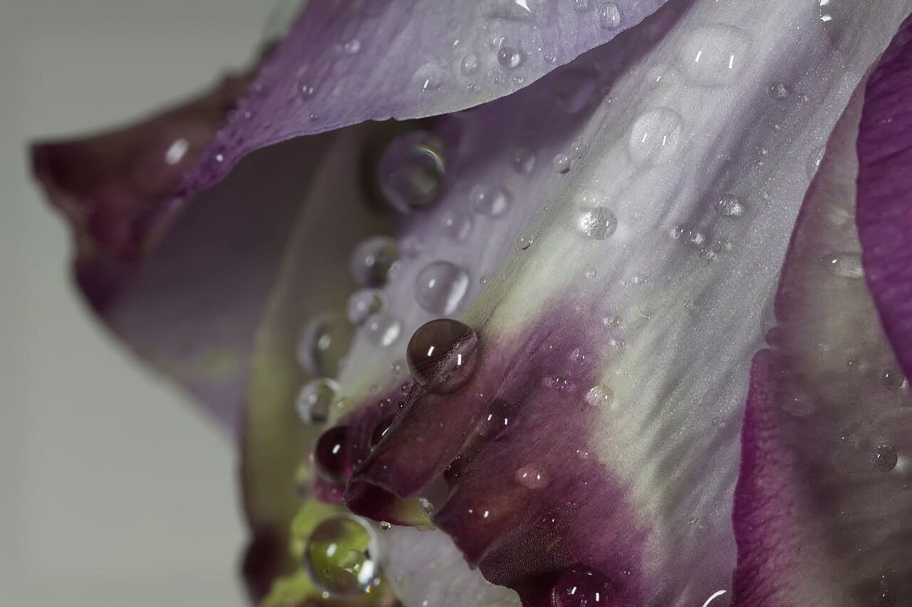 Fondo de pantalla Close en tonos verde salvia y pizarra, Full HD, formato 4:3 para móvil