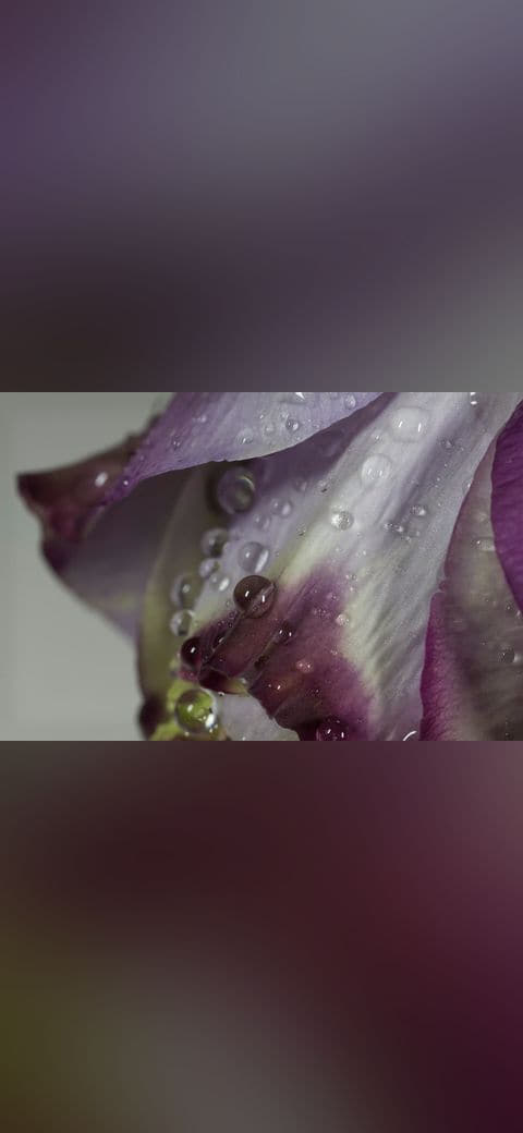 Fondo de pantalla Close en tonos verde salvia y pizarra, Full HD, formato 4:3 para móvil