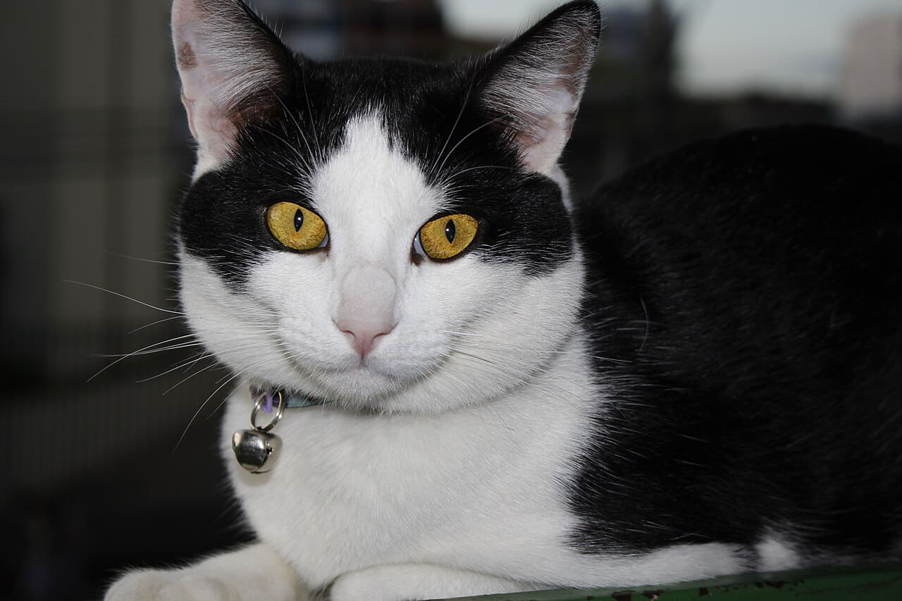 Closeup photo of a cat wallpaper in near-black and near-black tones, Full HD, 4:3 format for phone