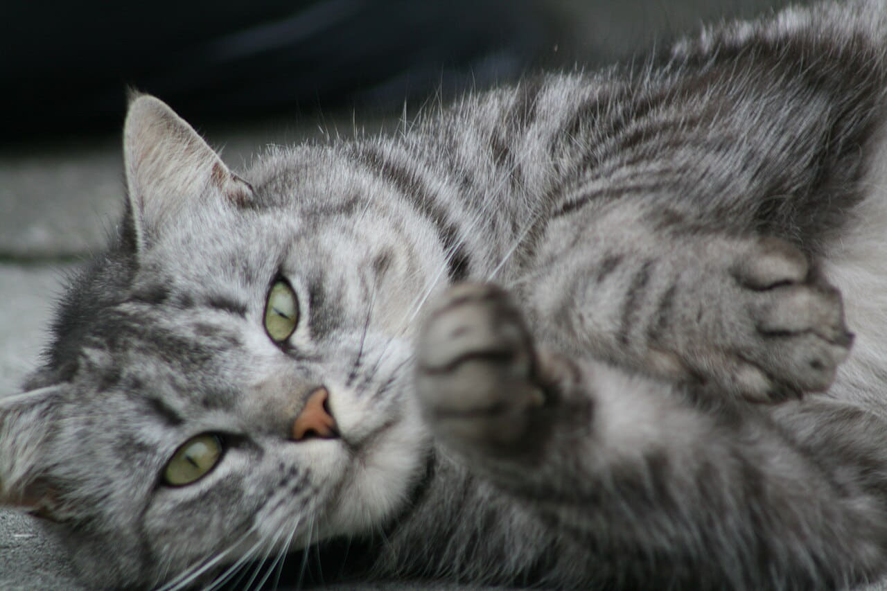 Fondo de pantalla Cute cat en tonos charcoal y olive, Full HD, formato 4:3 para móvil