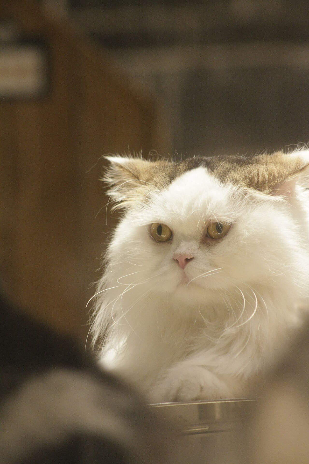 Fondo de pantalla 可爱的小猫Cute Cat en tonos carbón y carbón, Full HD, formato 3:4 para móvil
