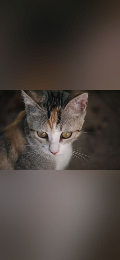 Cute cat in Marina di Pietrasanta 2 wallpaper in near-black and charcoal tones, Full HD, 4:3 format for phone