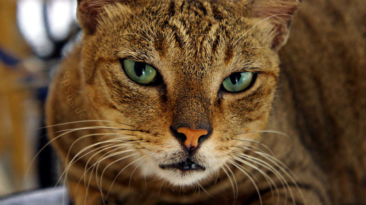 Fondo de pantalla Cute Cat with Beautiful Green Eyes en tonos charcoal y charcoal, Full HD, formato 16:9 para móvil