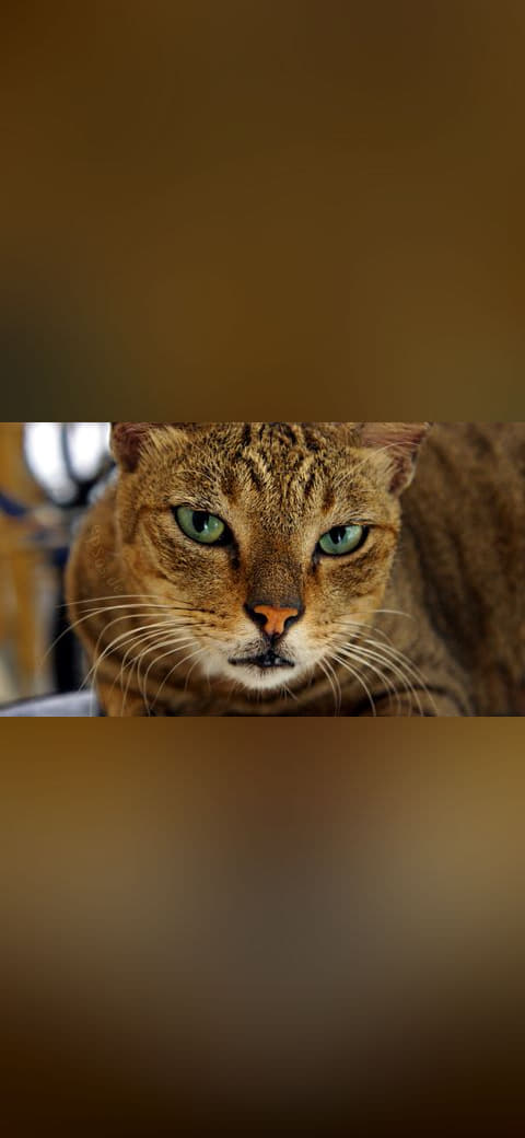 Cute Cat with Beautiful Green Eyes wallpaper in charcoal and charcoal tones, Full HD, 16:9 format for phone
