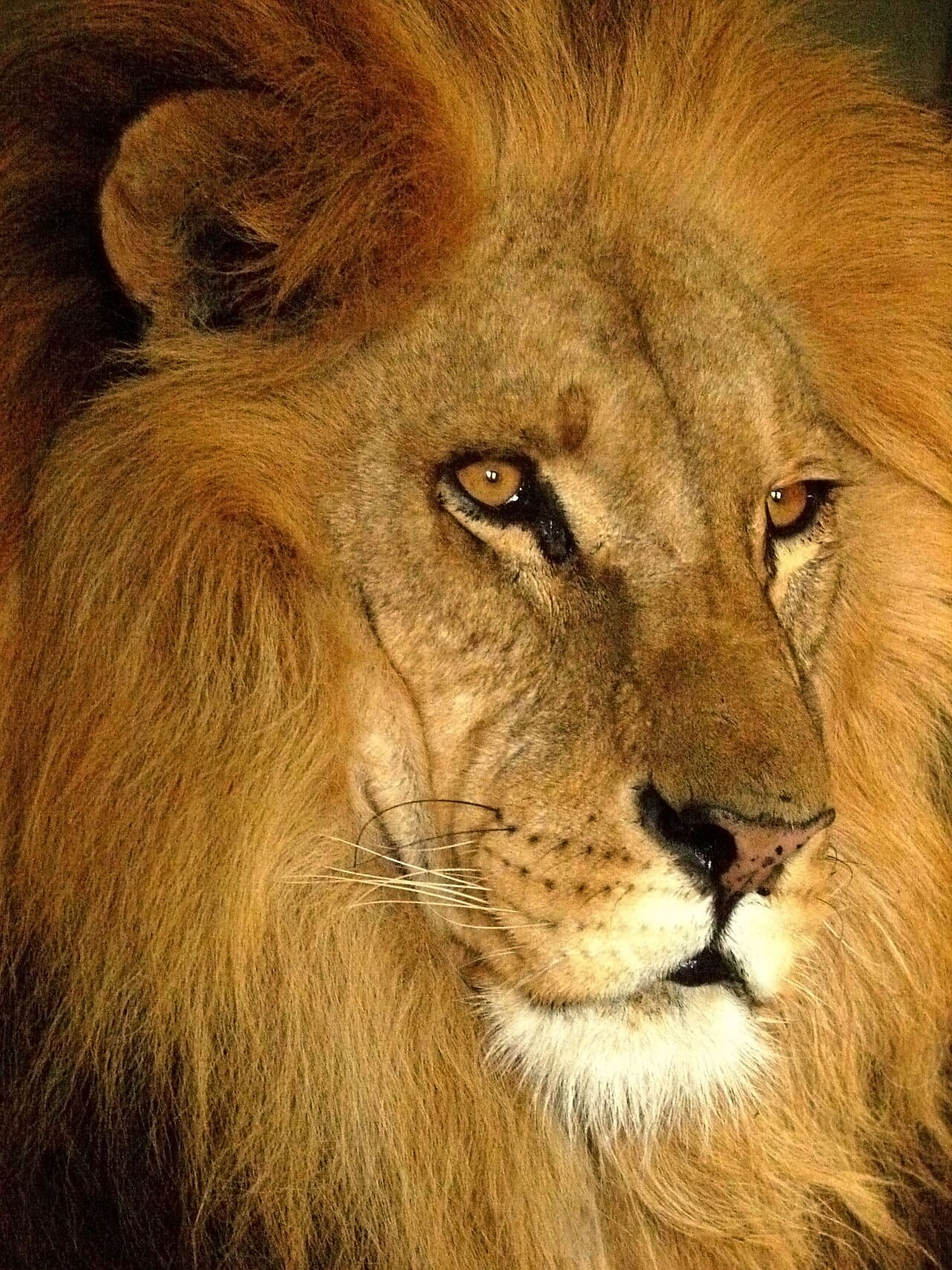 Fondo de pantalla Darica Lion 07168 en tonos burnt orange y sand, Full HD, formato 3:4 para móvil