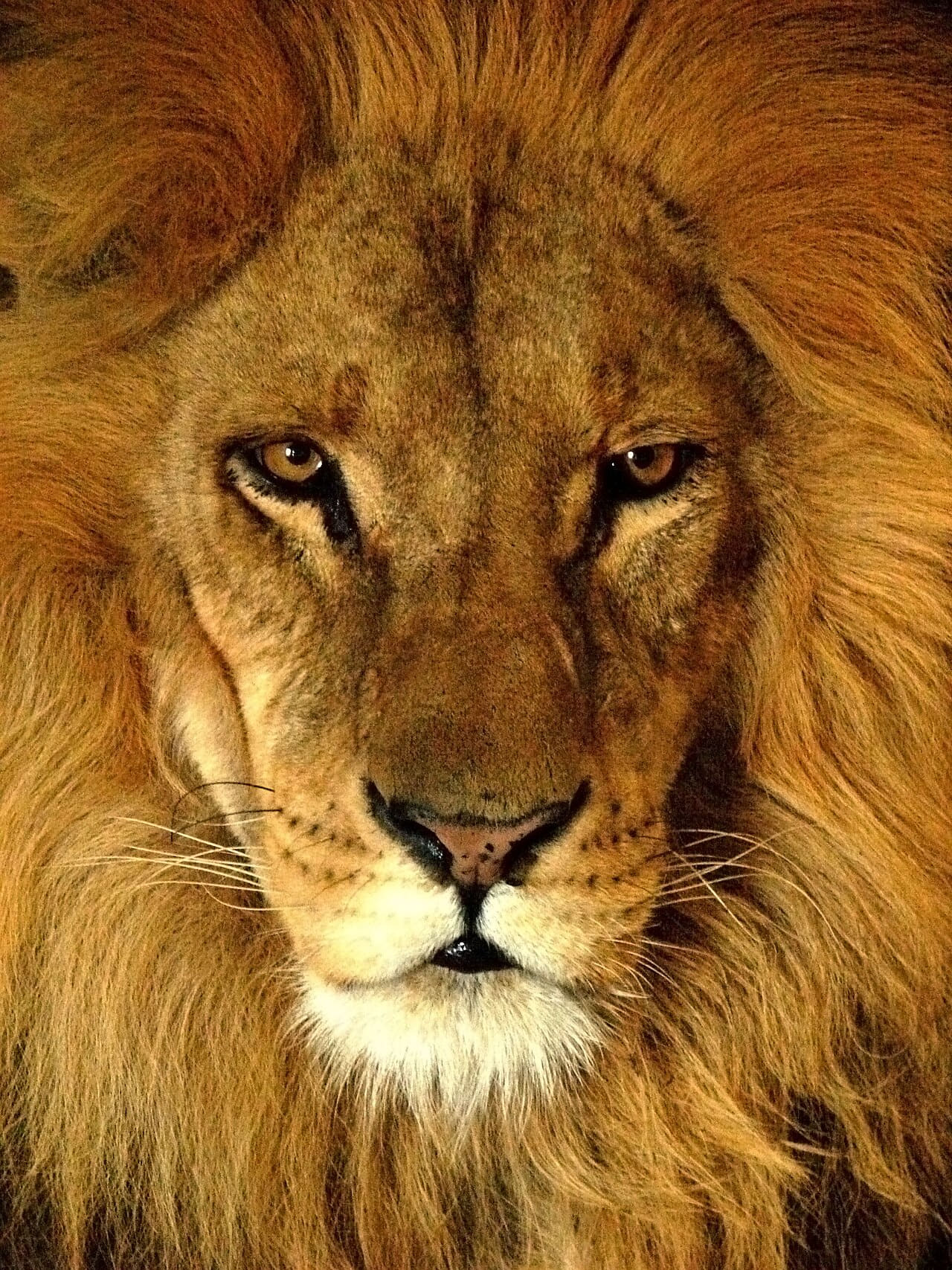 Fondo de pantalla Darica Lion 07174 en tonos burnt orange y rust, Full HD, formato 3:4 para móvil