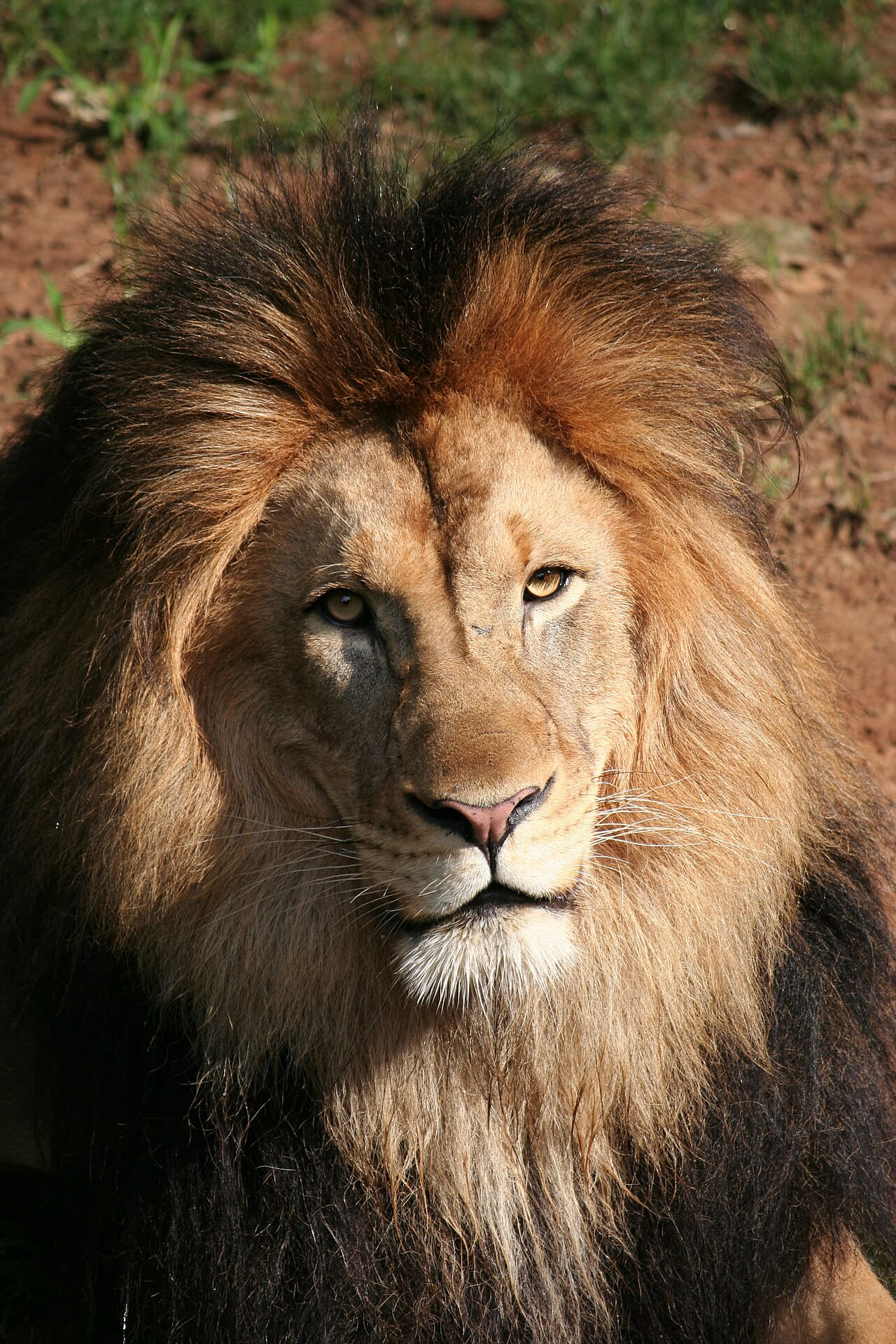 Fondo de pantalla DCNationalZooLion en tonos charcoal y near-black, Full HD, formato 3:4 para móvil