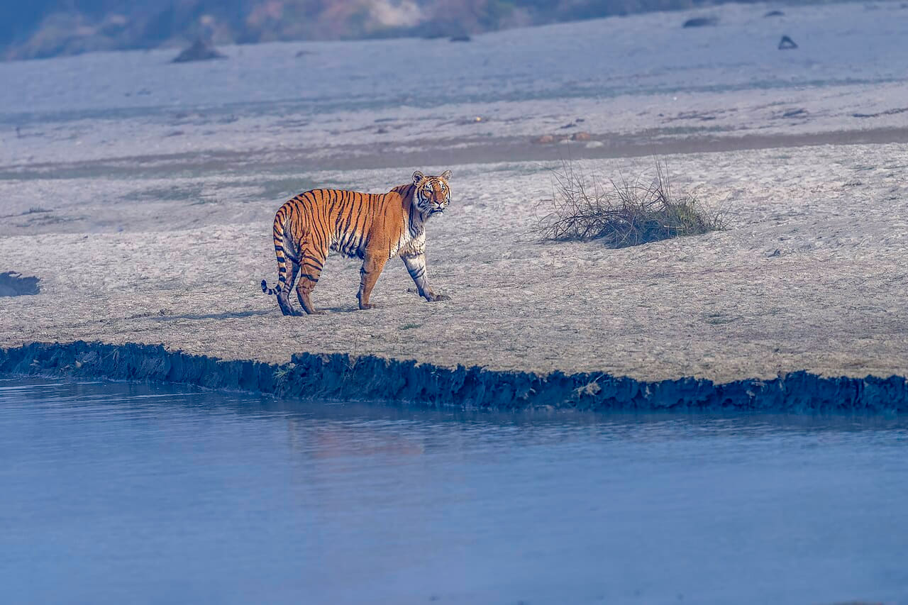 Fondo de pantalla Bengal tiger en tonos pizarra y verde salvia, Full HD, formato 4:3 para móvil