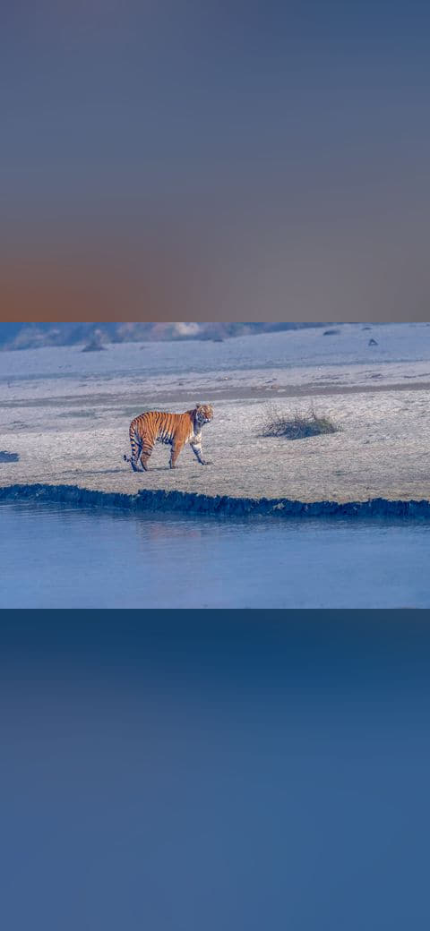 Fondo de pantalla Bengal tiger en tonos pizarra y verde salvia, Full HD, formato 4:3 para móvil