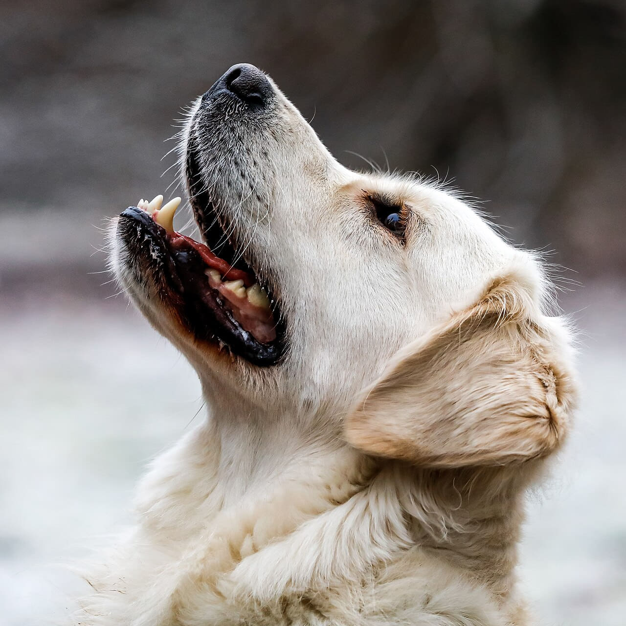 Fondo de pantalla Dülmen, Hausdülmen, Golden Retriever en tonos lavender y charcoal, Full HD, formato 1:1 para móvil