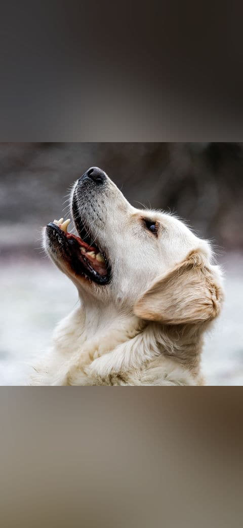 Dülmen, Hausdülmen, Golden Retriever wallpaper in lavender and charcoal tones, Full HD, 1:1 format for phone
