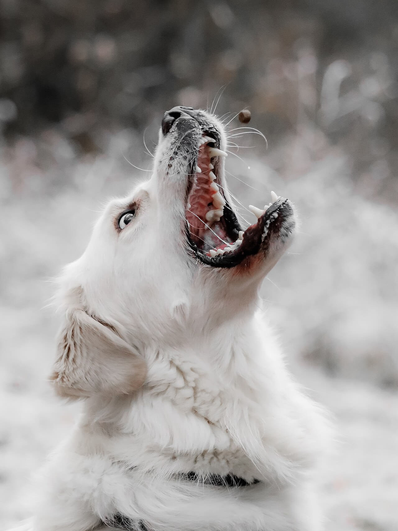 Fondo de pantalla Dülmen, Hausdülmen, Golden Retriever 2 en tonos sand y lavender, Full HD, formato 3:4 para móvil