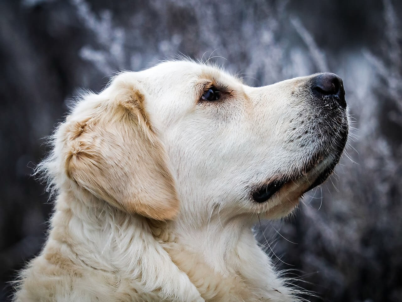 Fondo de pantalla Dülmen, Hausdülmen, Golden Retriever 3 en tonos near-black y sand, Full HD, formato 4:3 para móvil