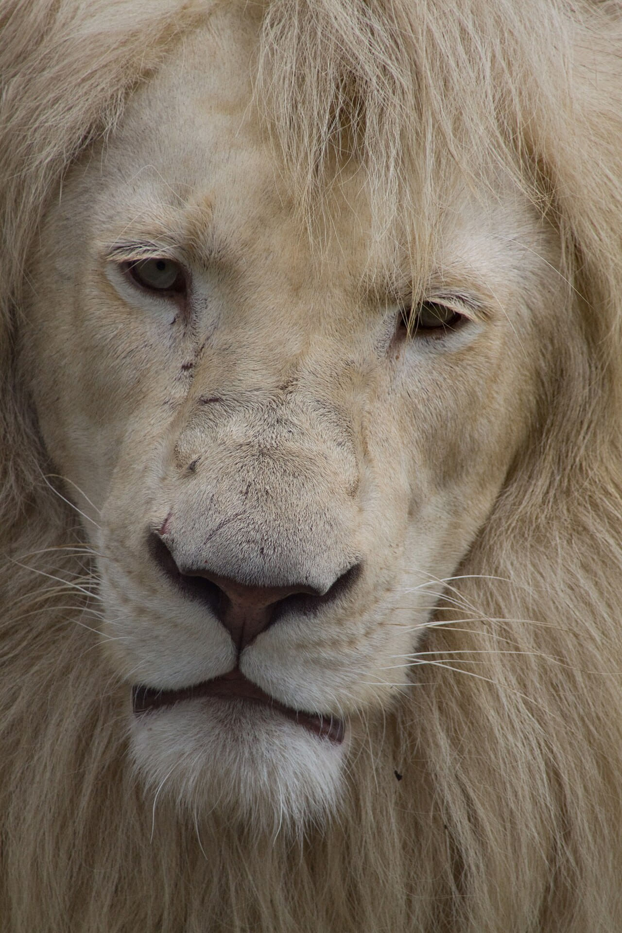 Fondo de pantalla Flickr - bslmmrs - White Lion en tonos sage green y olive, Full HD, formato 3:4 para móvil