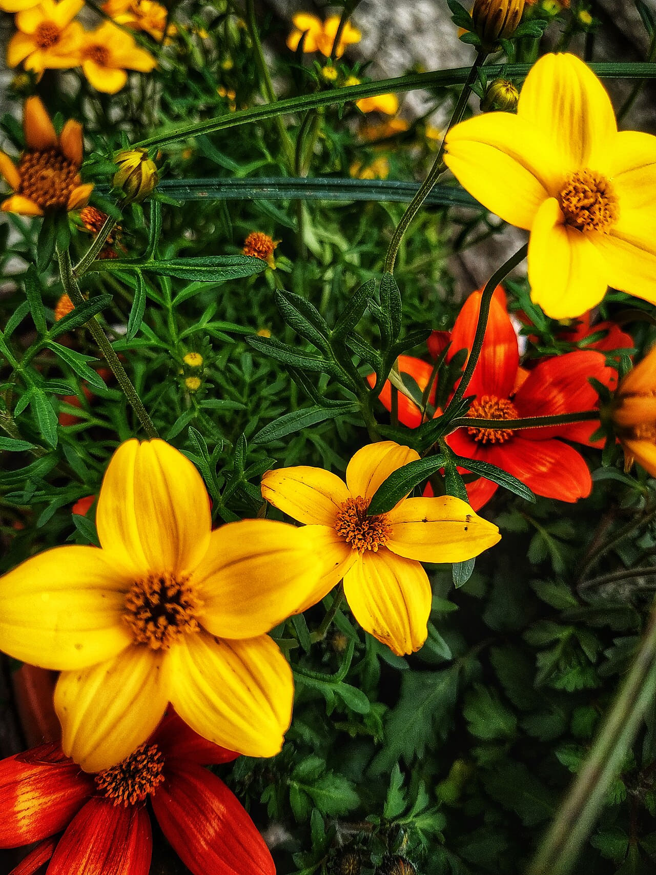 Flowers Photo by Giovanni Ussi wallpaper in near-black and deep green tones, Full HD, 3:4 format for phone