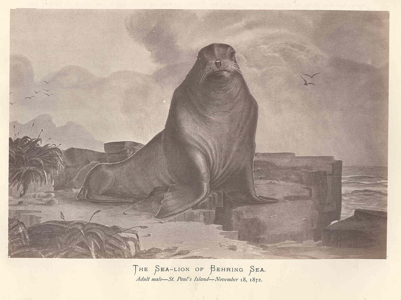 Fondo de pantalla FMIB 44154 Sea-Lion of Behring Sea Adult 1872 en tonos sand y slate, Full HD, formato 4:3 para móvil