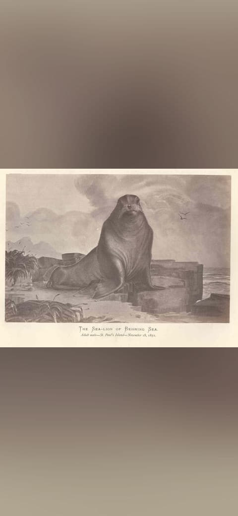 Fondo de pantalla FMIB 44154 Sea-Lion of Behring Sea Adult 1872 en tonos sand y slate, Full HD, formato 4:3 para móvil