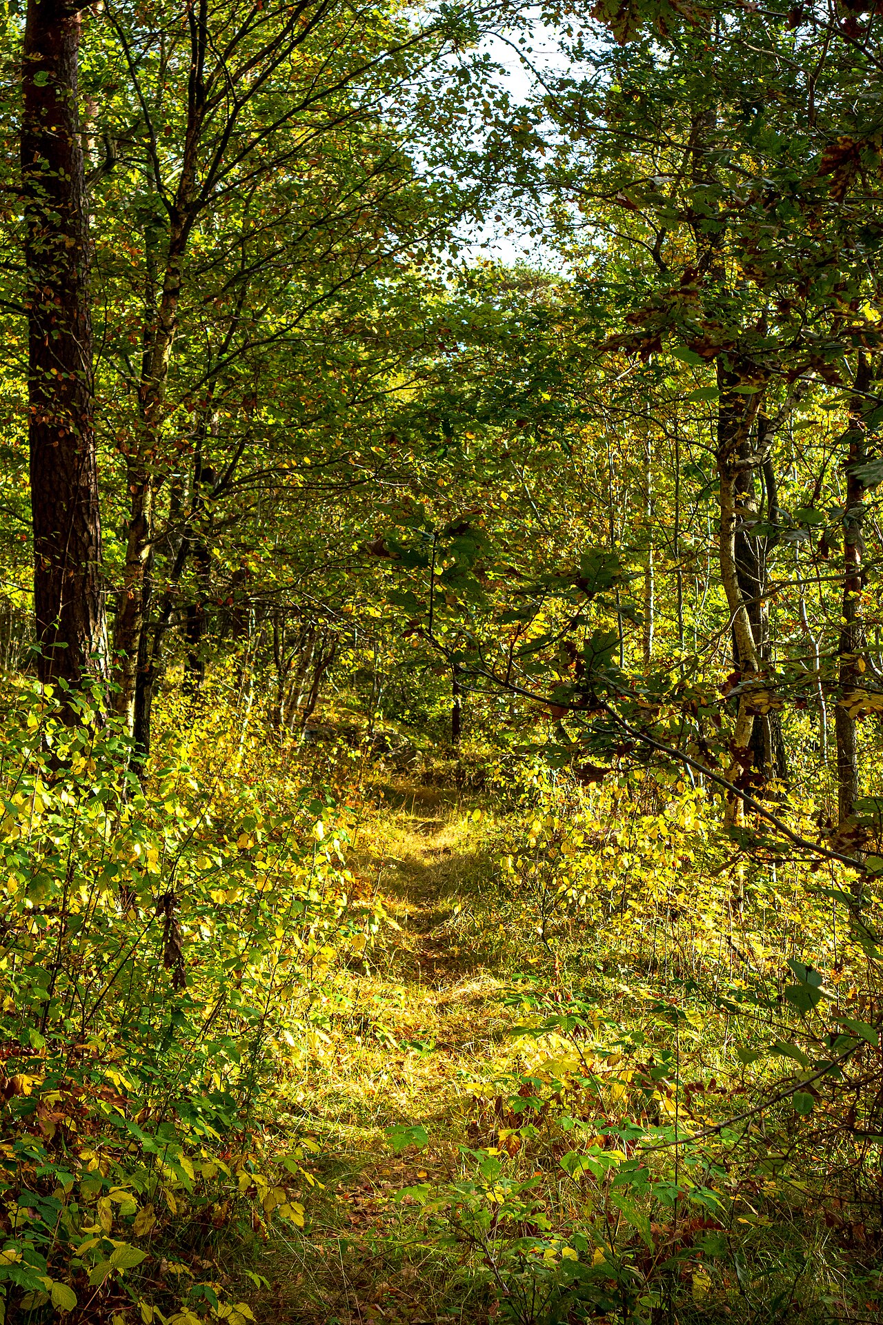 Fondo de pantalla Forest path through yellow autumn leaves in 2 en tonos carbón y oliva, Full HD, formato 3:4 para PC