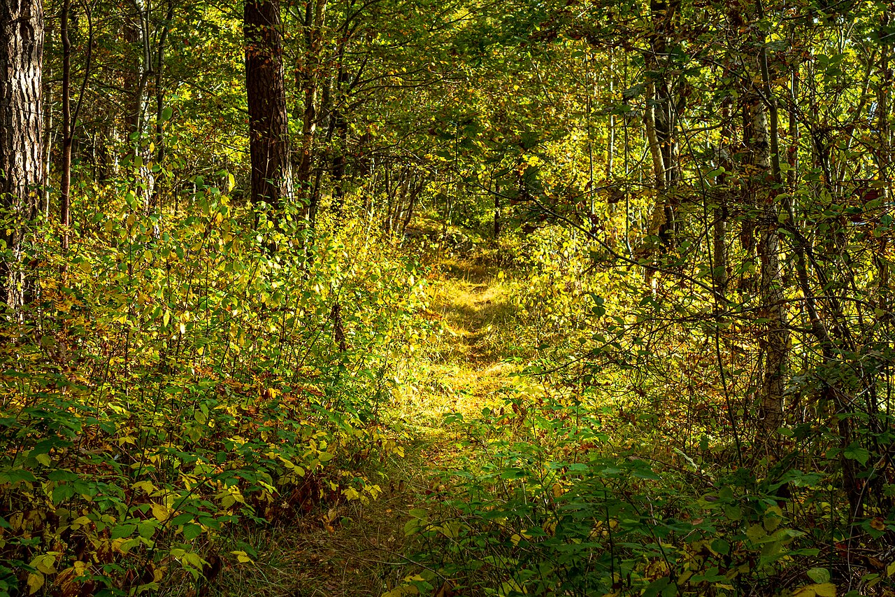 Fondo de pantalla Forest path through yellow autumn leaves in 1 en tonos carbón y oliva, Full HD, formato 4:3 para PC