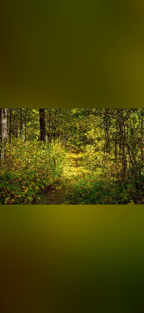 Fondo de pantalla Forest path through yellow autumn leaves in 1 en tonos carbón y oliva, Full HD, formato 4:3 para PC