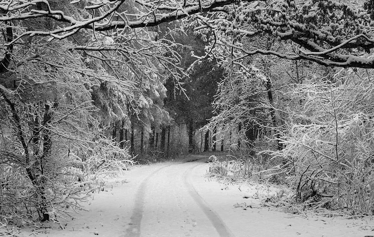 Forest road Slavne 2017 BW G9 wallpaper in slate and olive tones, Full HD, 16:9 format for phone