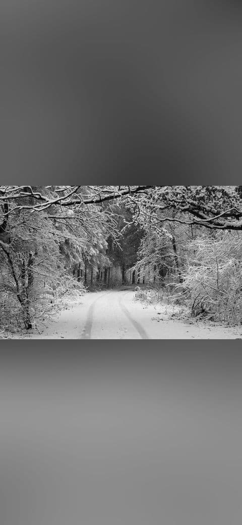 Forest road Slavne 2017 BW G9 wallpaper in slate and olive tones, Full HD, 16:9 format for phone
