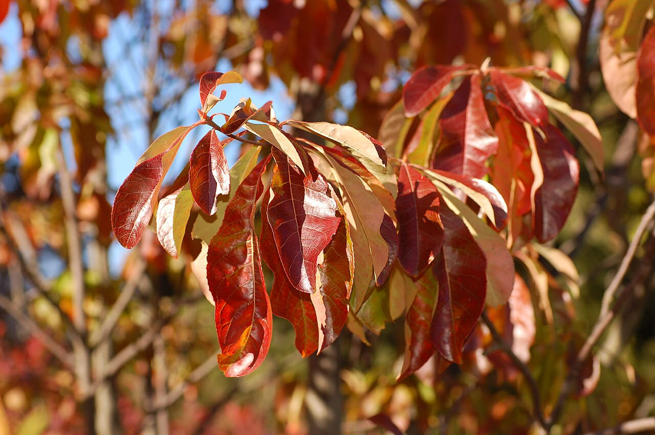Fondo de pantalla Franklin Tree Franklinia alatamaha Autumn Branch… en tonos carbón y carbón, Full HD, formato 4:3 para PC