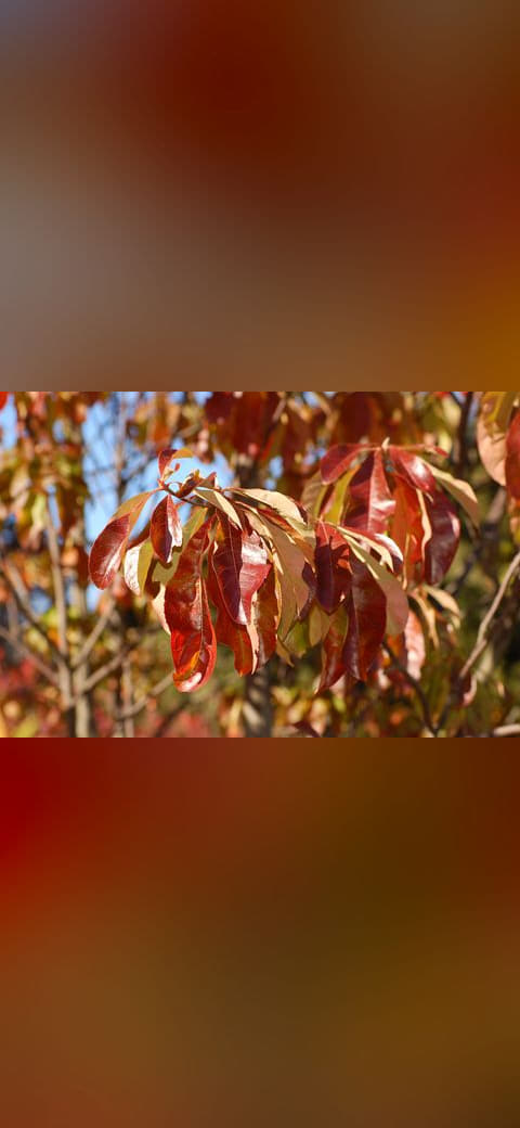 Fondo de pantalla Franklin Tree Franklinia alatamaha Autumn Branch… en tonos carbón y carbón, Full HD, formato 4:3 para PC