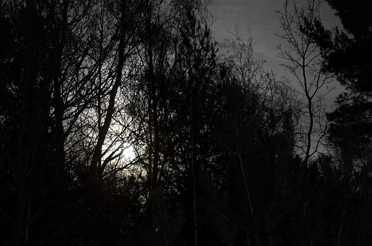 Full moon behind branches 1 wallpaper in near-black and near-black tones, Full HD, 4:3 format for phone
