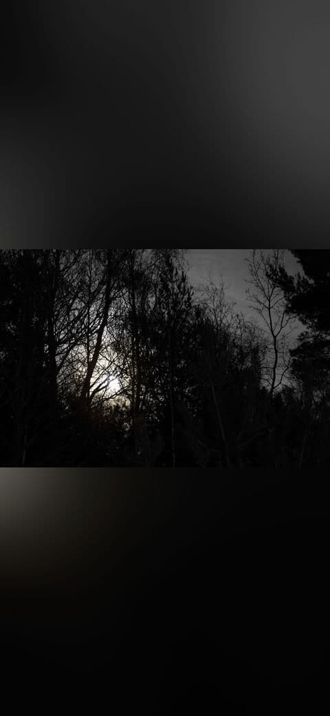 Fondo de pantalla Full moon behind branches 1 en tonos near-black y near-black, Full HD, formato 4:3 para móvil
