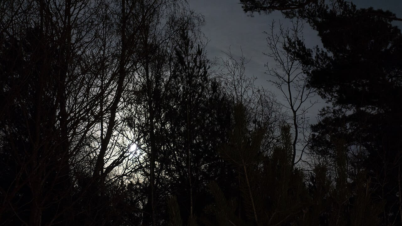 Fondo de pantalla Full moon behind branches 2 en tonos near-black y near-black, Full HD, formato 16:9 para móvil