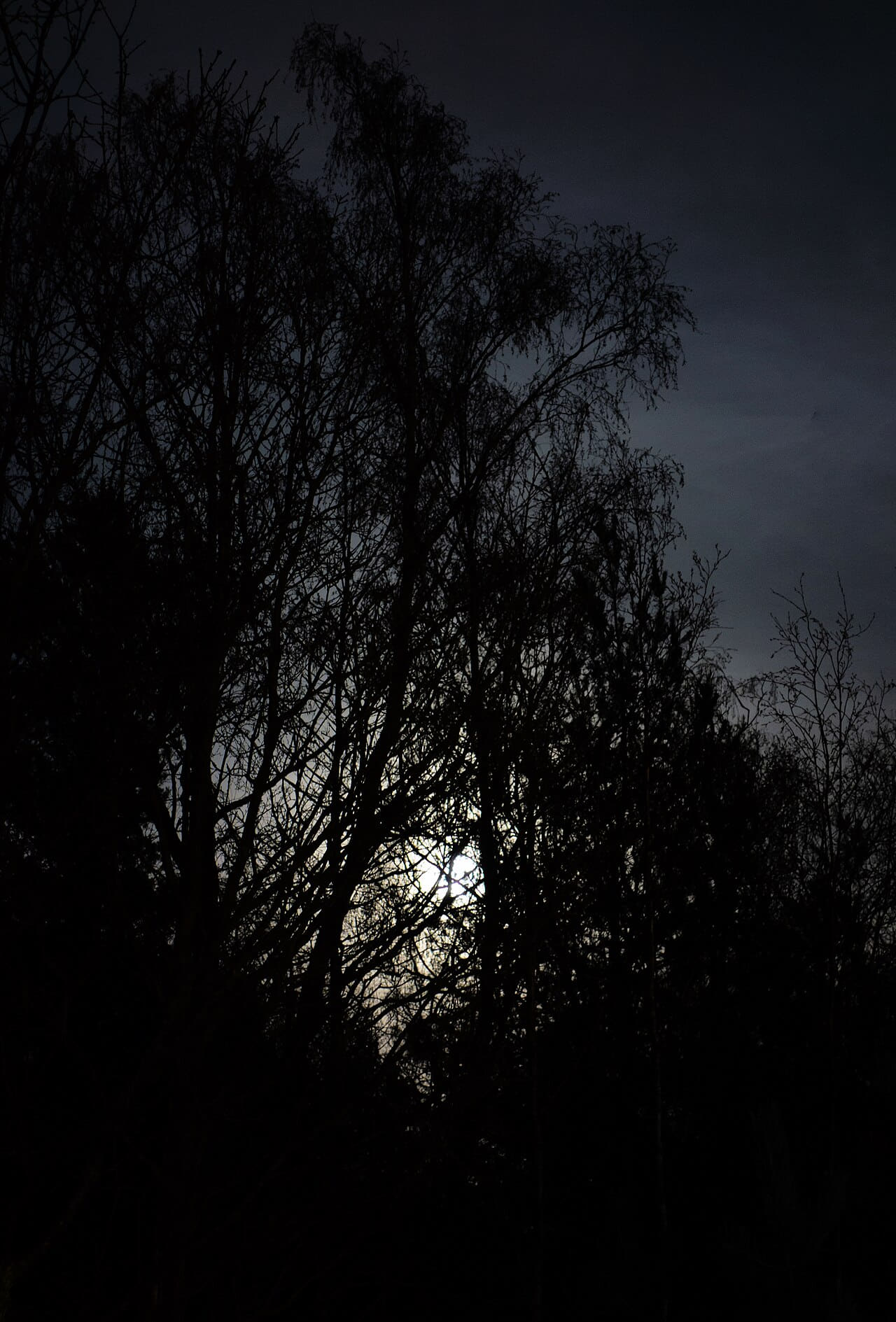 Fondo de pantalla Full moon behind branches 3 en tonos near-black y near-black, Full HD, formato 3:4 para móvil