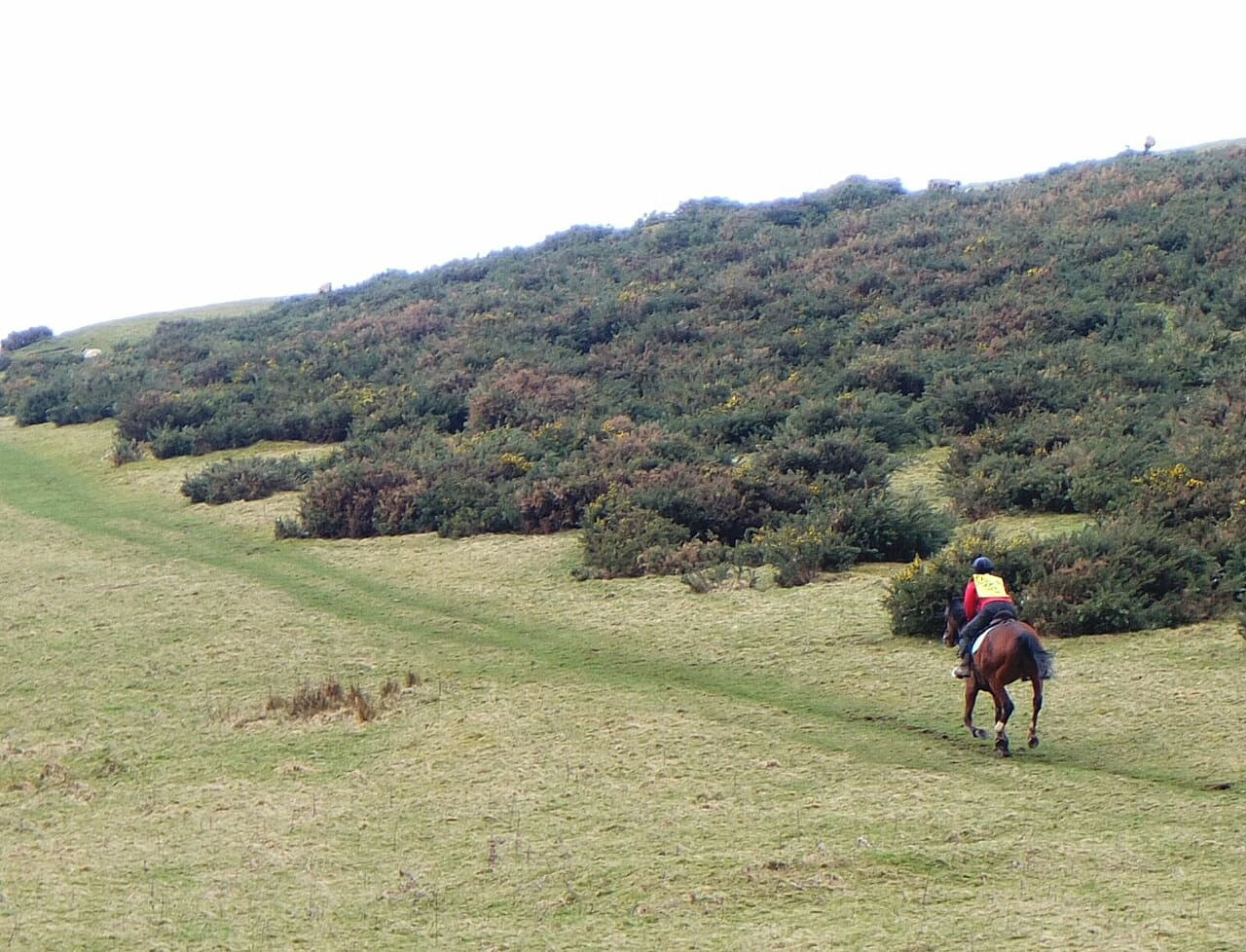 Fondo de pantalla Galloping horse on Cademuir Hill - 6793333 en tonos cream y sage green, Full HD, formato 4:3 para móvil