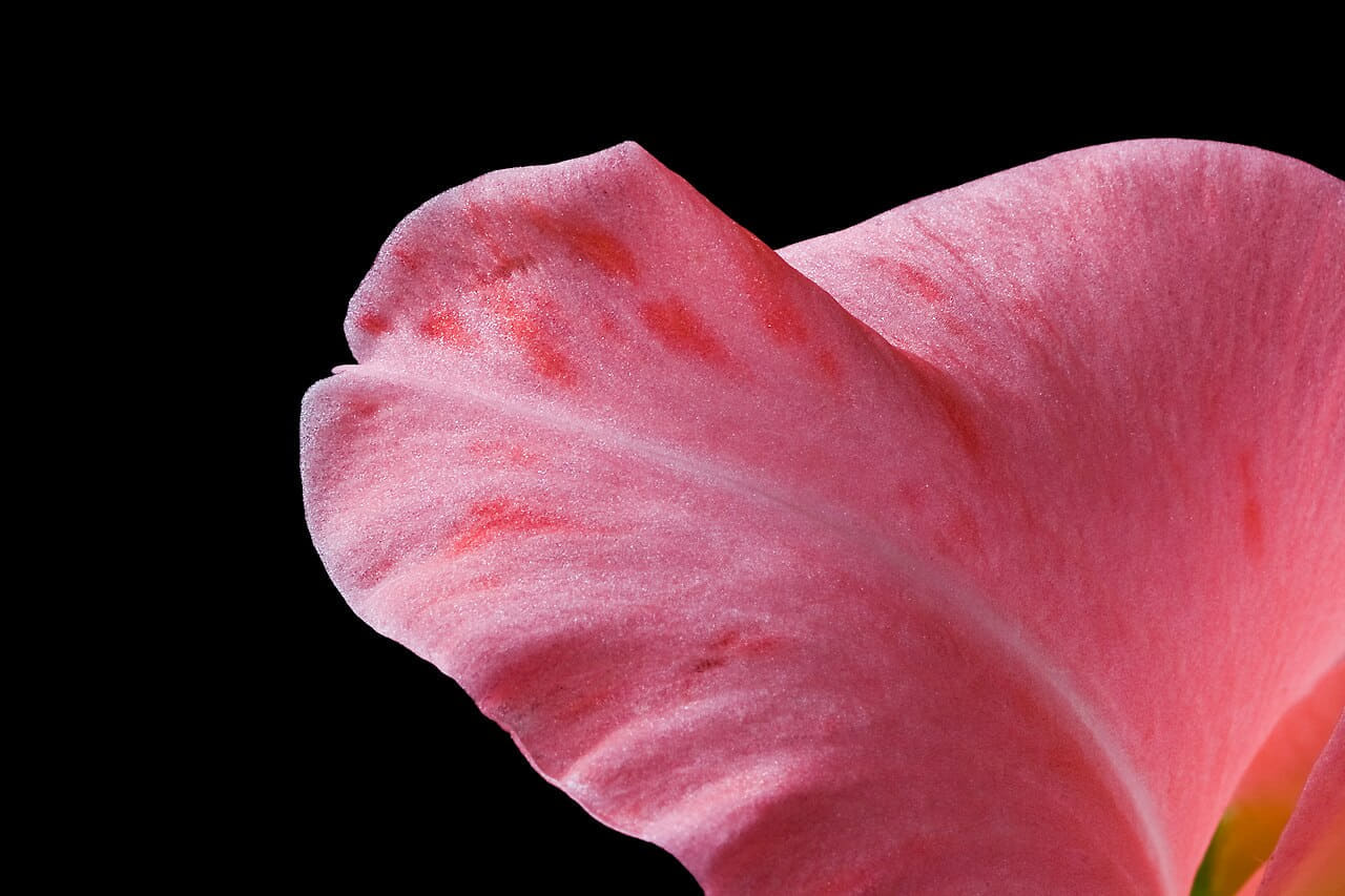 Fondo de pantalla GladioliPetalMacro en tonos near-black y rose, Full HD, formato 4:3 para móvil