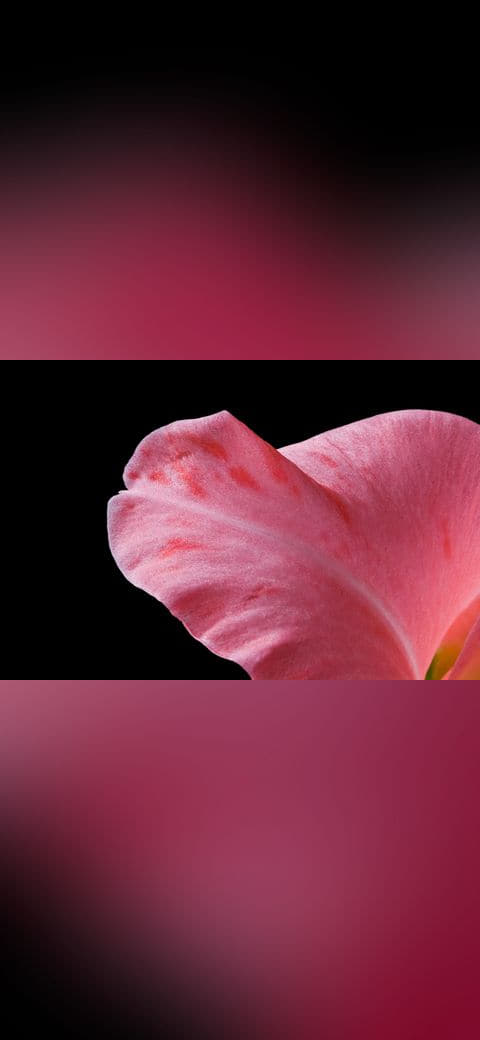 Fondo de pantalla GladioliPetalMacro en tonos near-black y rose, Full HD, formato 4:3 para móvil