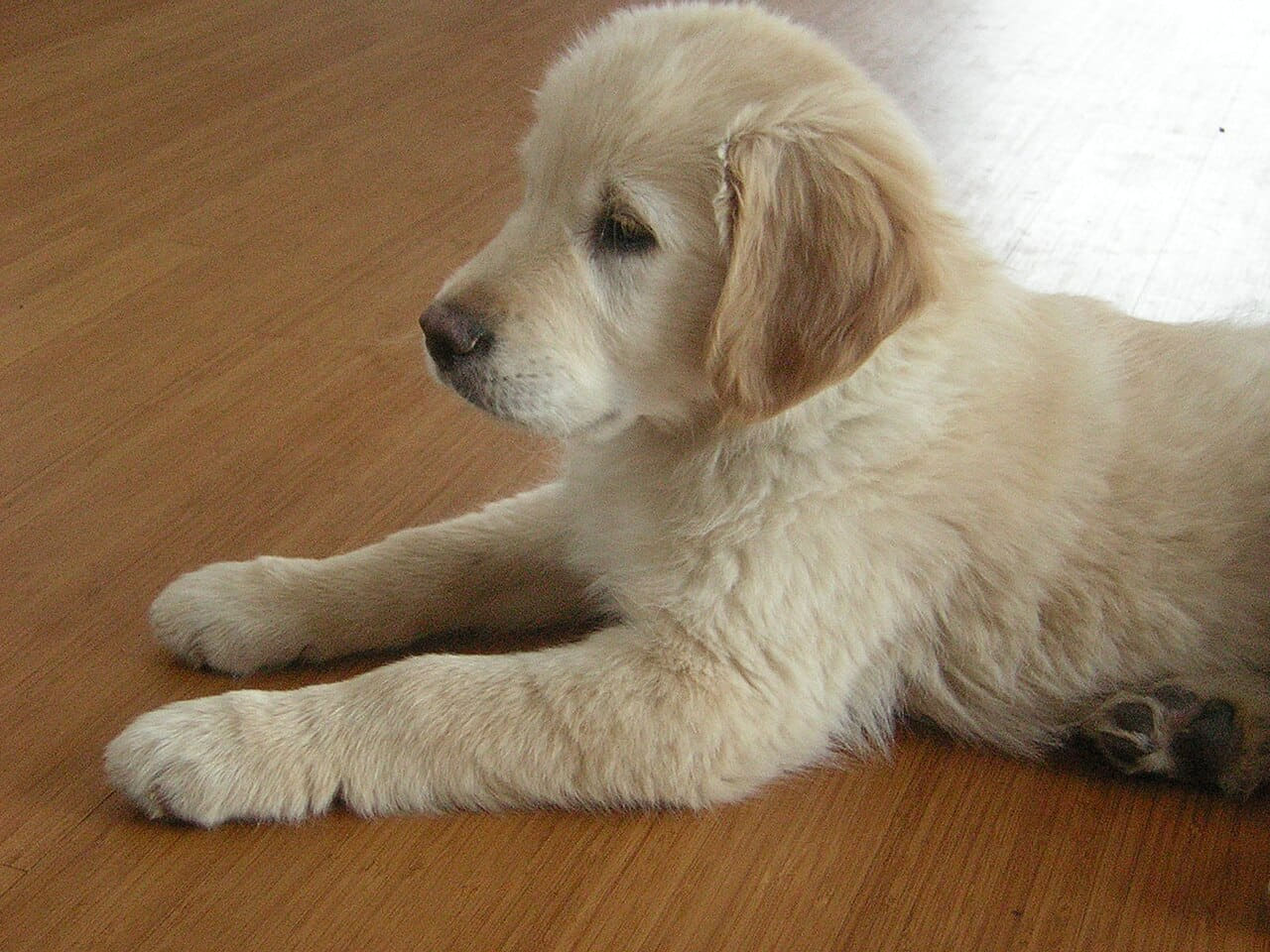 Fondo de pantalla Golden Retriever 12weeks en tonos olive y sage green, Full HD, formato 4:3 para móvil