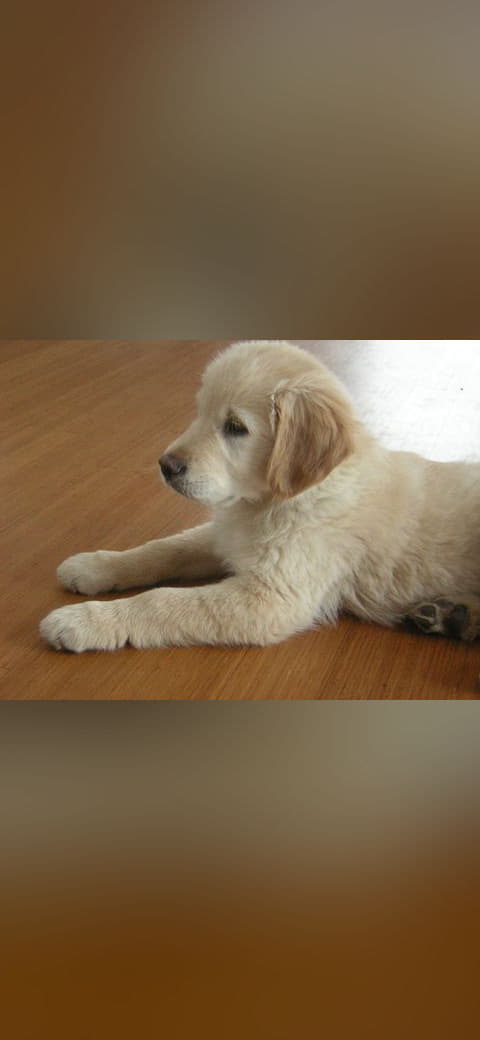 Golden Retriever 12weeks wallpaper in olive and sage green tones, Full HD, 4:3 format for phone