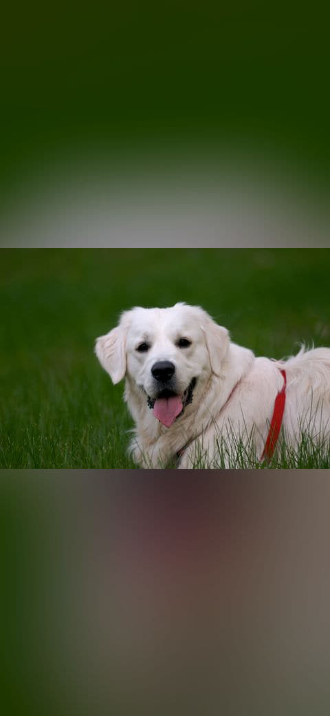 Golden Retriever English cream portrait wallpaper in deep green and deep green tones, Full HD, 4:3 format for phone